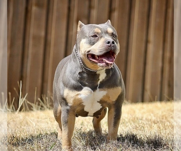 Medium Photo #1 American Bully Puppy For Sale in BURLESON, TX, USA