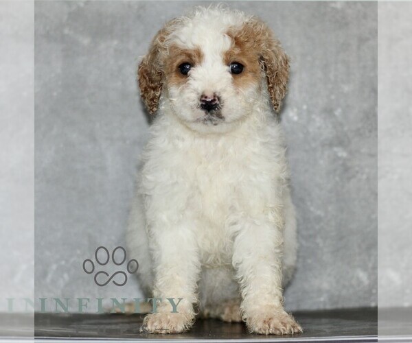 Medium Photo #3 Poodle (Miniature) Puppy For Sale in LEOLA, PA, USA
