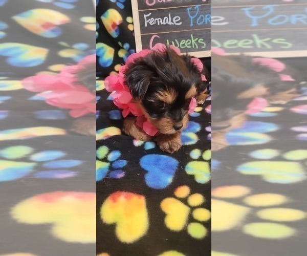 Medium Photo #48 Yorkshire Terrier Puppy For Sale in AKRON, OH, USA