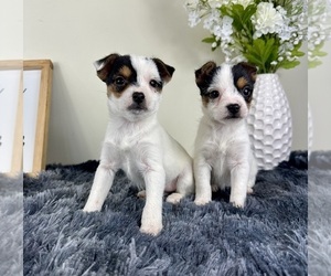 Chorkie Puppy for sale in GREENFIELD, IN, USA