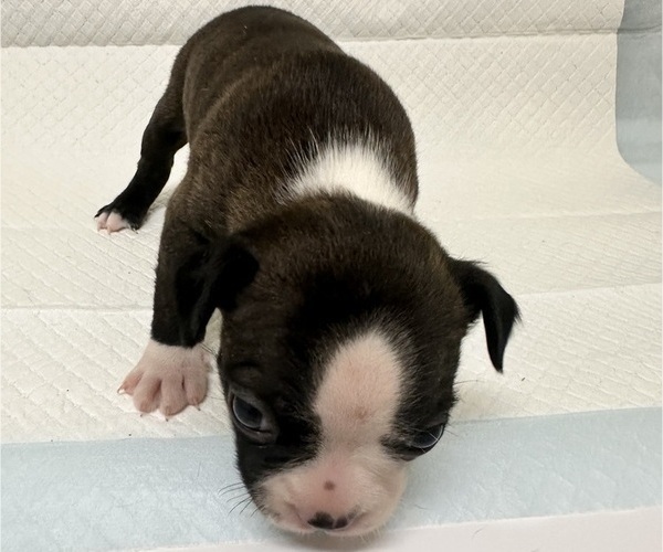 Medium Photo #3 Boston Terrier Puppy For Sale in JACKSONVILLE, NC, USA