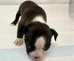 Small Photo #16 Boston Terrier Puppy For Sale in JACKSONVILLE, NC, USA