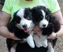 Small Photo #4 Australian Shepherd Puppy For Sale in COOPERSTOWN, NY, USA