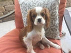 Small Photo #3 Cavalier King Charles Spaniel Puppy For Sale in FALLBROOK, CA, USA