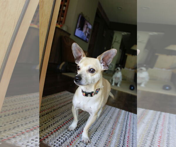 Medium Photo #2 Chihuahua Puppy For Sale in Sandy, UT, USA