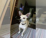 Small #1 Chihuahua