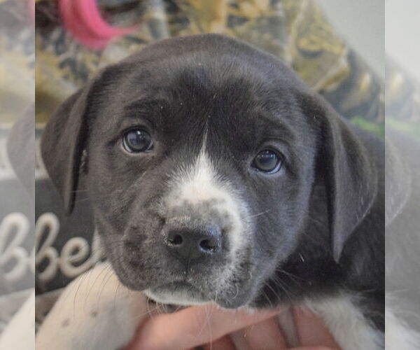 Medium Photo #5 American Bulldog-Unknown Mix Puppy For Sale in Huntley, IL, USA