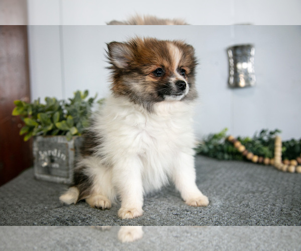 Medium Photo #5 Pomeranian Puppy For Sale in SHILOH, OH, USA