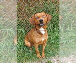 Small Labrador Retriever