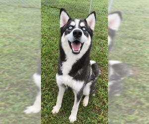 Siberian Husky Dogs for adoption in Rosenberg, TX, USA