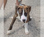 Small #2 Boxer-Dutch Shepherd  Mix