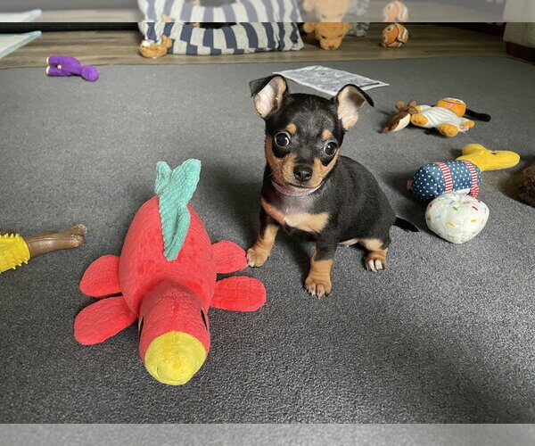 Medium Photo #3 Chipin Puppy For Sale in Shermans Dale, PA, USA