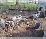 Puppy Walt Great Pyrenees