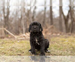 Small Photo #11 Mastiff-Neapolitan Mastiff Mix Puppy For Sale in BRISTOL, IN, USA