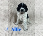 Small Photo #14 Aussiedoodle Puppy For Sale in JACKSONVILLE, NC, USA