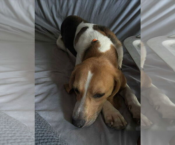 Medium Photo #3 Beagle Puppy For Sale in Dunnellon, FL, USA