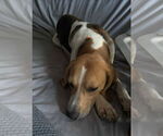 Small #2 Beagle
