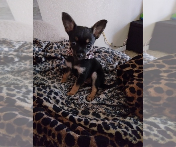 Medium Photo #1 Chihuahua Puppy For Sale in MANTECA, CA, USA