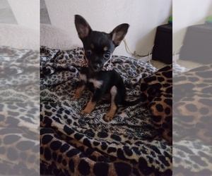 Chihuahua Puppy for sale in MANTECA, CA, USA