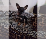 Small Photo #1 Chihuahua Puppy For Sale in MANTECA, CA, USA