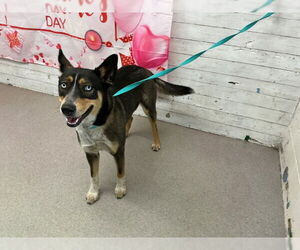 Siberian Husky-Unknown Mix Dogs for adoption in San Bernardino, CA, USA
