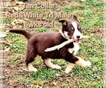 Small Photo #40 Border Collie Puppy For Sale in BYBEE, TN, USA