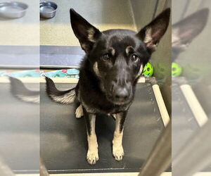 German Shepherd Dog Dogs for adoption in Rancho Cucamonga, CA, USA