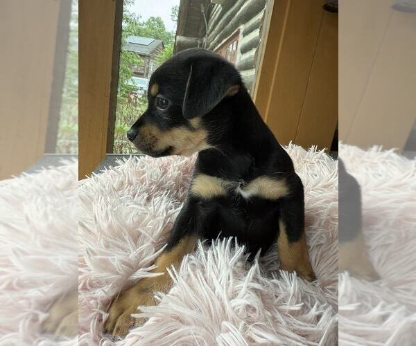 Medium Photo #9 Dachshund-Unknown Mix Puppy For Sale in New York, NY, USA