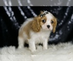 Small #2 Cavalier King Charles Spaniel