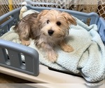 Roscoe - Male Morkie Puppy for Sale - Small photo