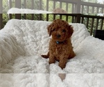 Small #2 Goldendoodle mix (+ Poodle Miniature)