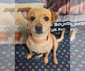 Acorn - Male Chihuahua-Unknown Mix Dog for Adoption - Photo #10