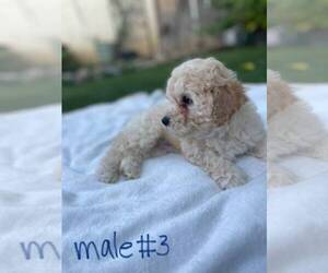 Maltipoo Puppy for sale in MANCHACA, TX, USA