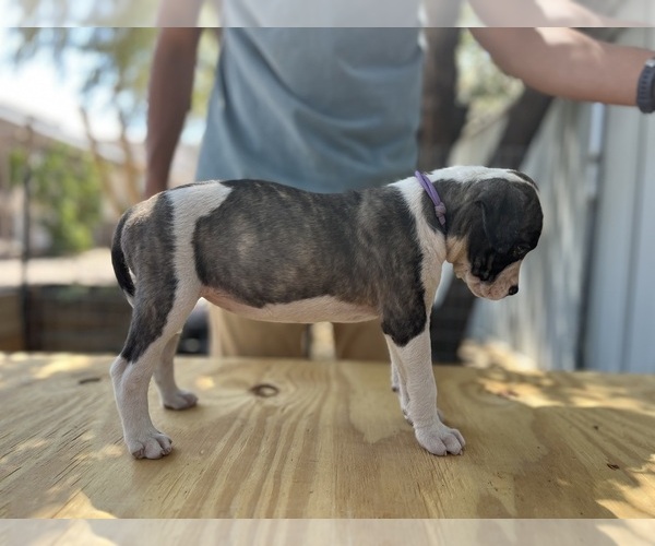 Medium Photo #1 American Bulldog Puppy For Sale in GALLUP, NM, USA