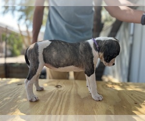 Medium American Bulldog