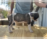 Puppy Judo American Bulldog