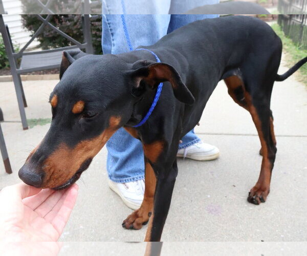 Medium Photo #4 Doberman Pinscher Puppy For Sale in Omaha, NE, USA