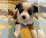 Small Photo #10 Miniature Australian Shepherd Puppy For Sale in LUBBOCK, TX, USA