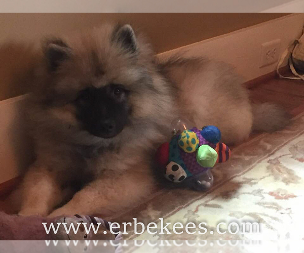 Medium Photo #52 Keeshond Puppy For Sale in FAYETTEVILLE, TN, USA