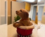 Small #12 Golden Retriever