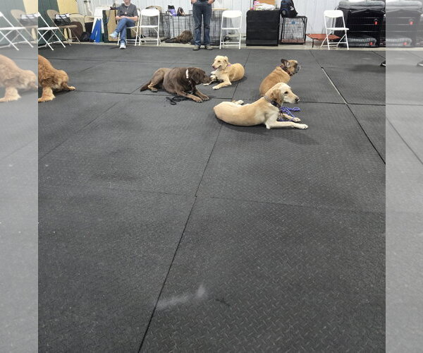 Medium Photo #19 Golden Labrador Puppy For Sale in Minneapolis, MN, USA