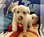 Small #1 Mutt