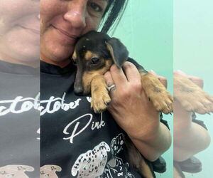 Dachshund Dogs for adoption in Oakhurst, NJ, USA