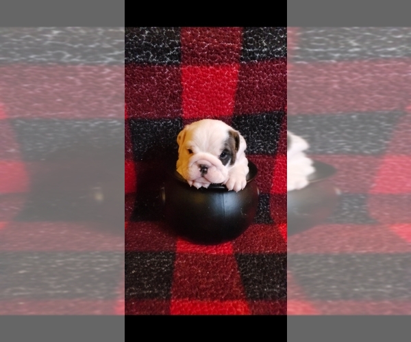 Medium Photo #3 English Bulldog Puppy For Sale in SPANAWAY, WA, USA