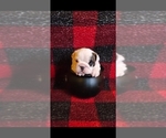Small Photo #3 English Bulldog Puppy For Sale in SPANAWAY, WA, USA