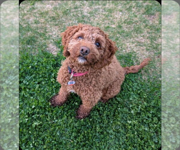 Medium Photo #3 Cockapoo Puppy For Sale in Brights Grove, Ontario, Canada