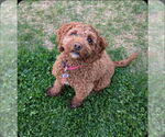 Small #2 Cockapoo