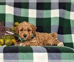 Small Photo #4 Poodle (Toy) Puppy For Sale in OXFORD, PA, USA