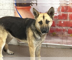 German Shepherd Dog Dogs for adoption in San Bernardino, CA, USA