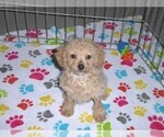 Small #6 Cockapoo-Poodle (Miniature) Mix